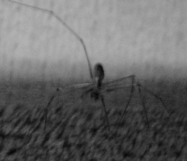 photo IMG_3251_zpssrktj85i.jpg