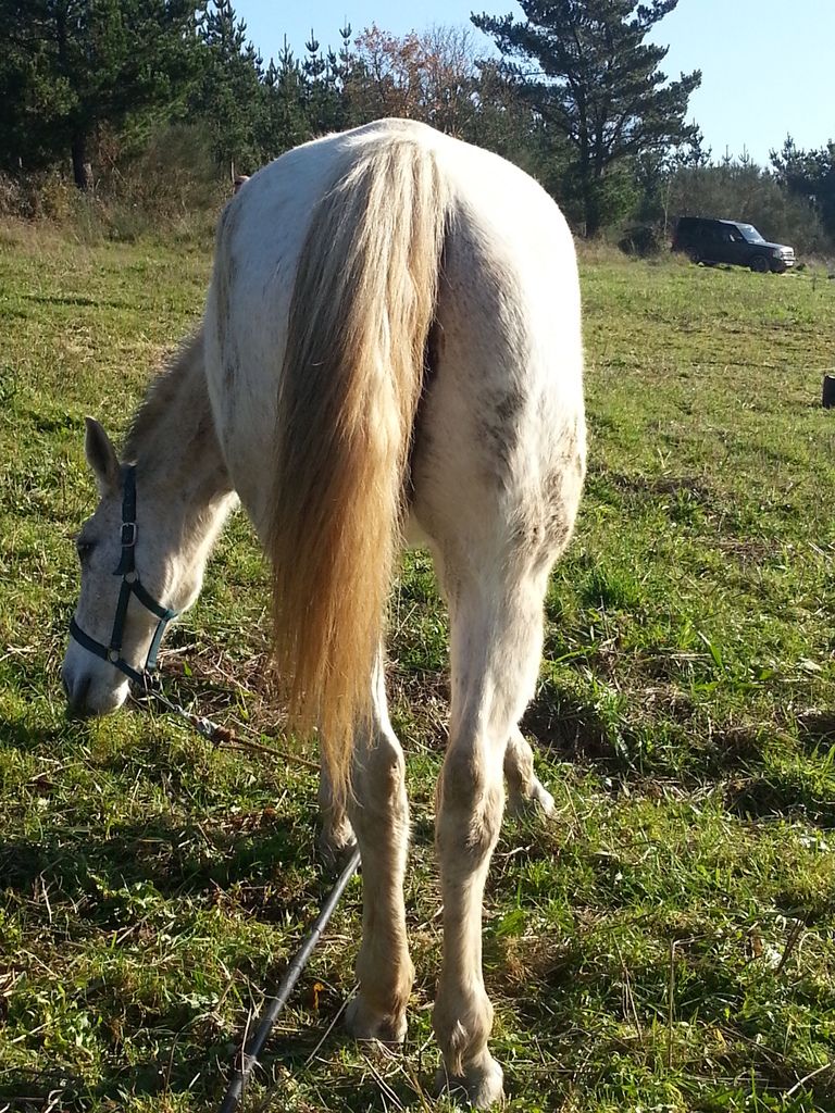 Is this a Hunter's Bump, and if so what should I do or not do