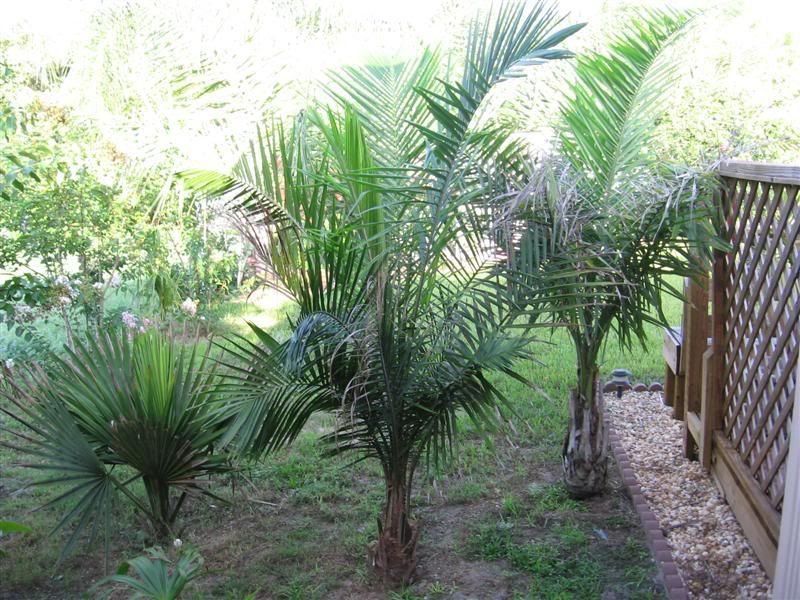 AfricanOilpalm-2.jpg