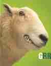 Misc-Grr_Sheep.jpg