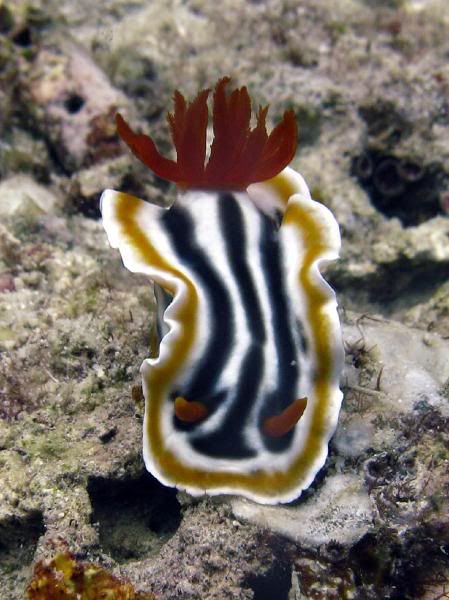 nudi-whbluora.jpg