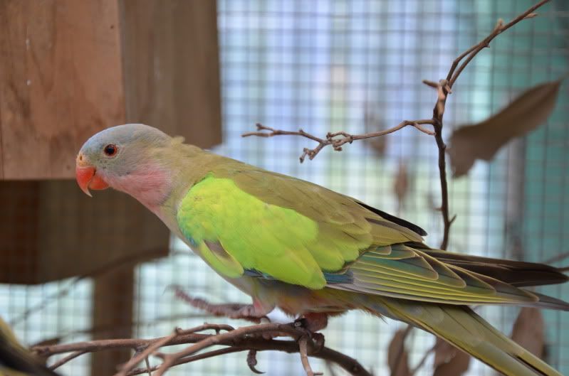 Male Princess Parrot