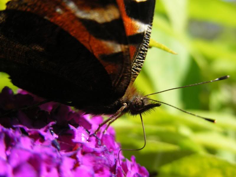 DSCF4681.jpg