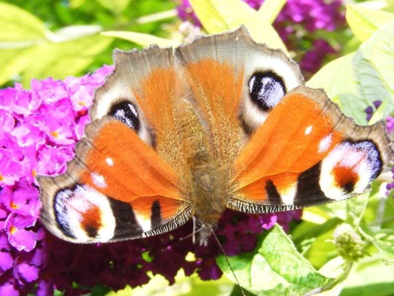 DSCF4685.jpg
