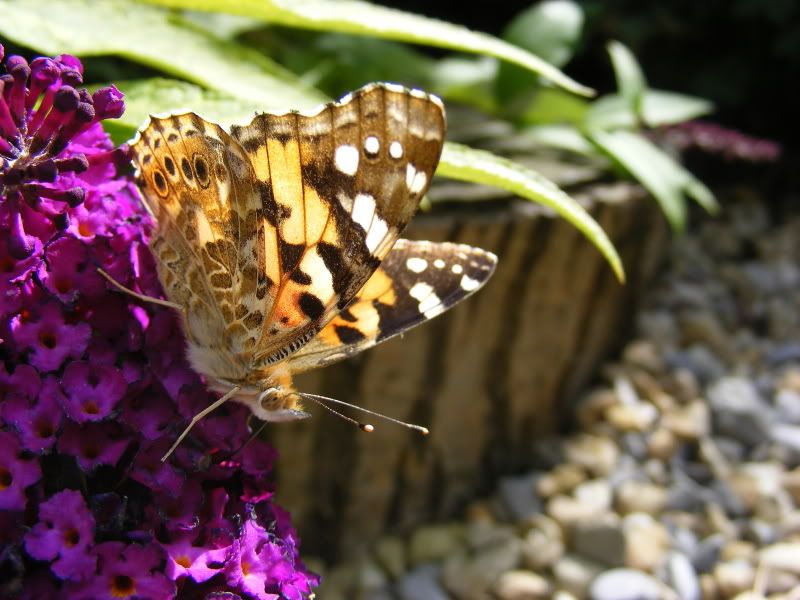 DSCF4704.jpg