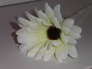 Gerbera_Cream_300 Pictures, Images and Photos