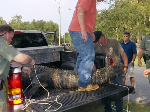 Alligator_Attack1835_t600.jpg