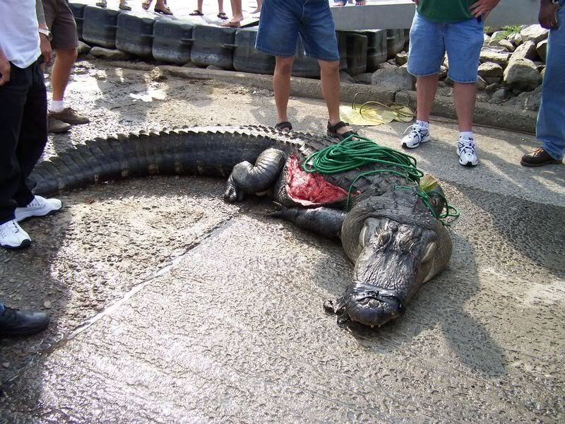 Gator_11024x768.jpg