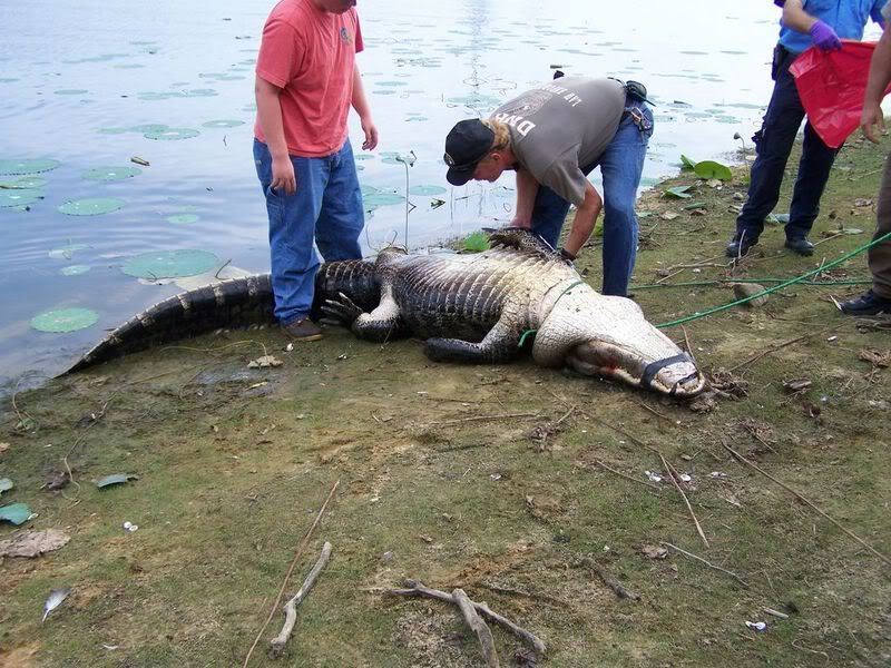 Gator_21024x768.jpg