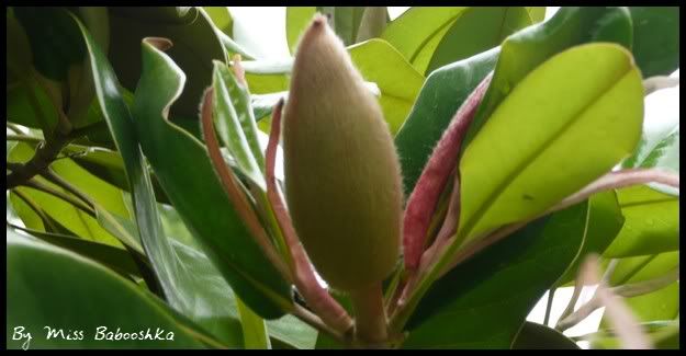Magnoliaenbouton.jpg