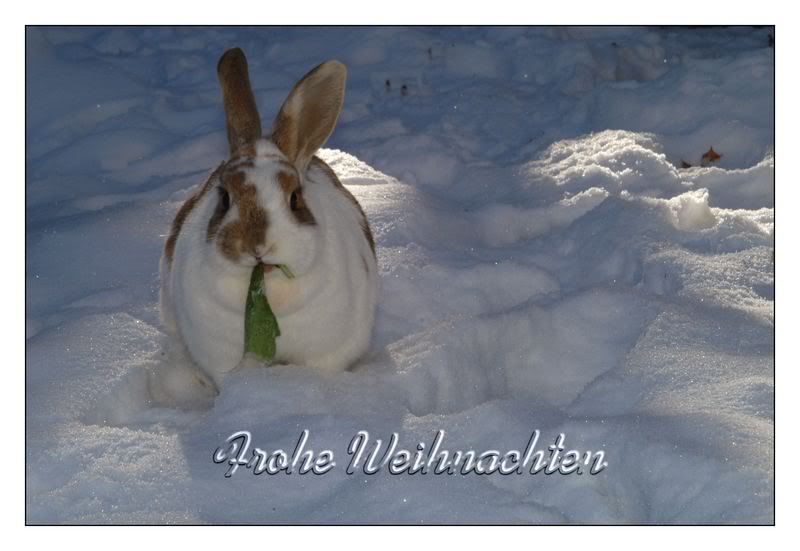 rabbitFroheWeihnachten.jpg