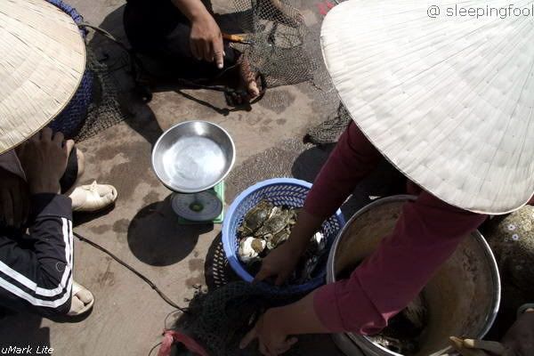 Phu Quoc: Buying Ghe - a kind of crab Phu Quoc: Buying Ghe - a kind of crab