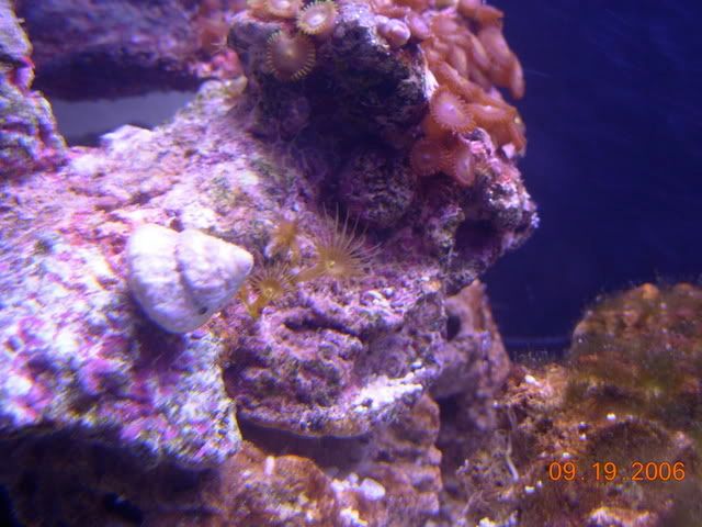 coral injuries