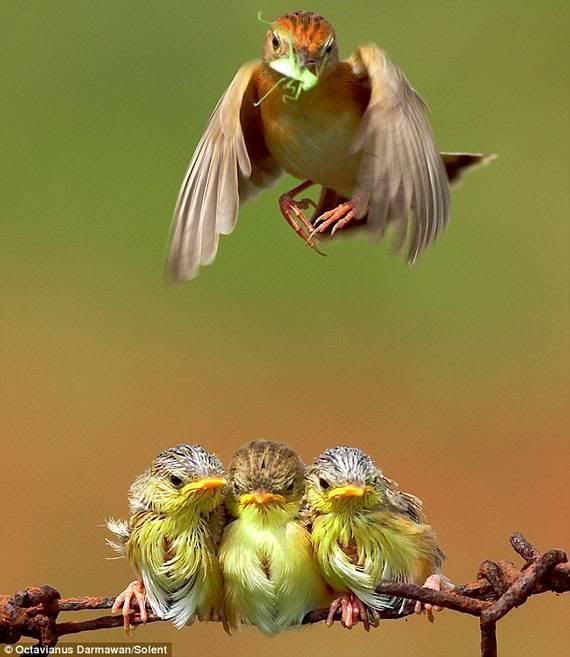 mother bird feeding