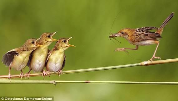 mother bird feeding