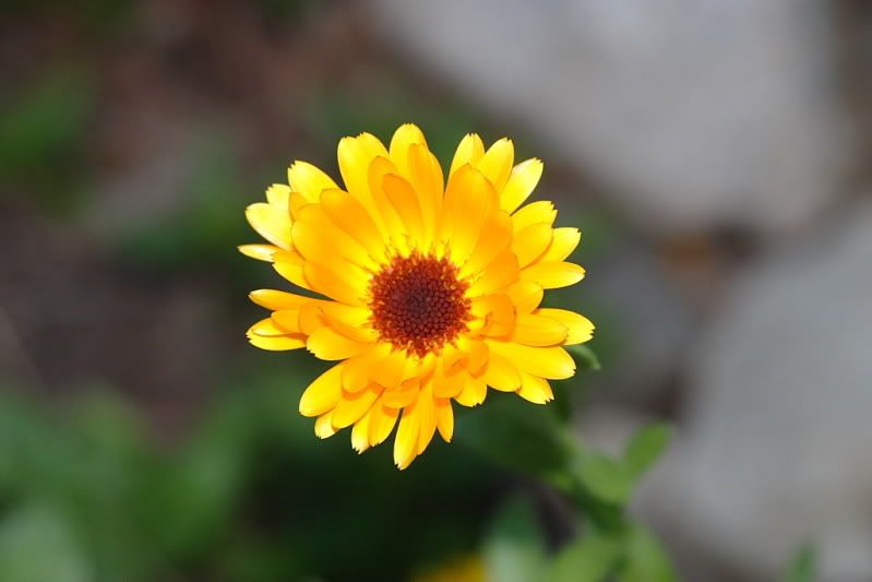 IMAGE: http://i112.photobucket.com/albums/n182/mars00XJ/CRW_0041adjustedsharpness.jpg