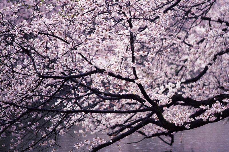 02 01 sakura (c) shimokita