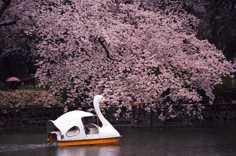 02 03 sakura (c) shimokita
