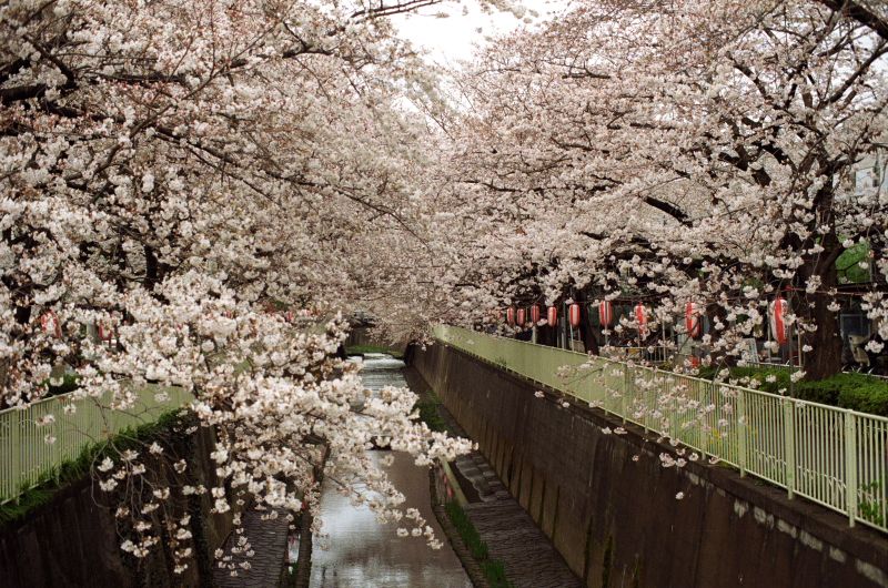 sakura 01 01 (c) shimokita