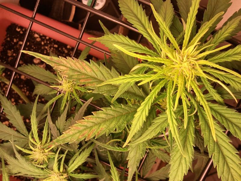 Super Cali Haze AutoFlower Rust Spots on a few Leaves? Rollitup