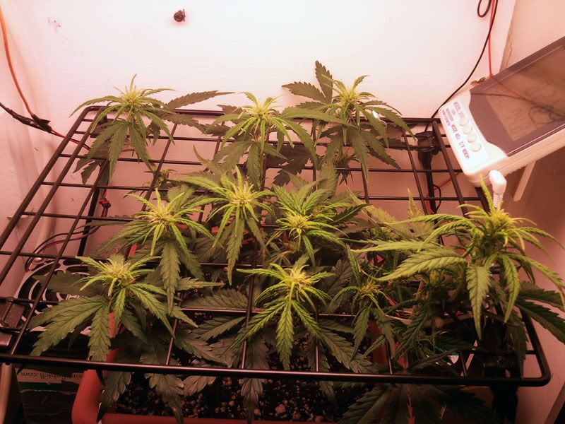 Super Cali Haze AutoFlower Rust Spots on a few Leaves? Rollitup