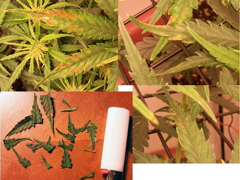 Super Cali Haze AutoFlower Rust Spots on a few Leaves? Rollitup