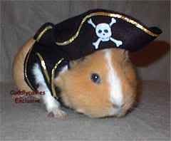 Pirate Guinea Pig Pictures, Images and Photos