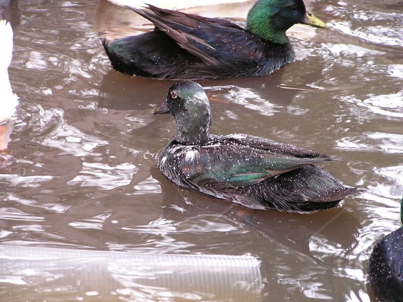 Silky Ducks