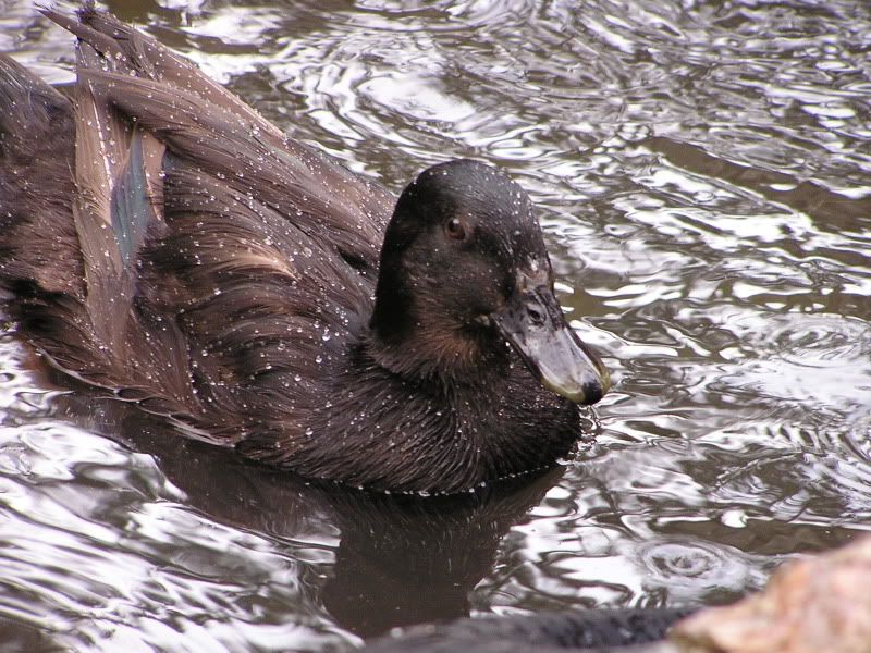 Silky Ducks