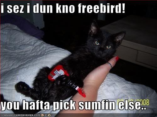 freebird photo: Freebird Cat 26967_1403275809869_1471572211_3101.jpg