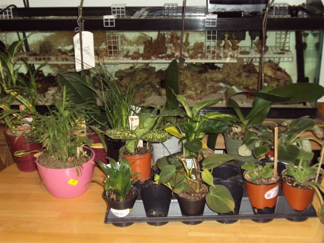 DSC00770.jpg