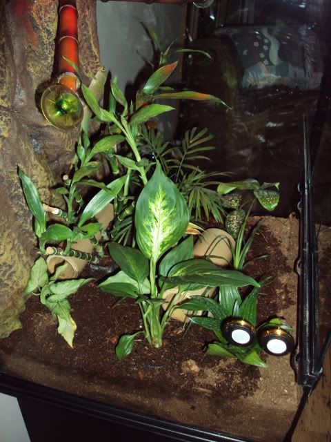 DSC00797.jpg