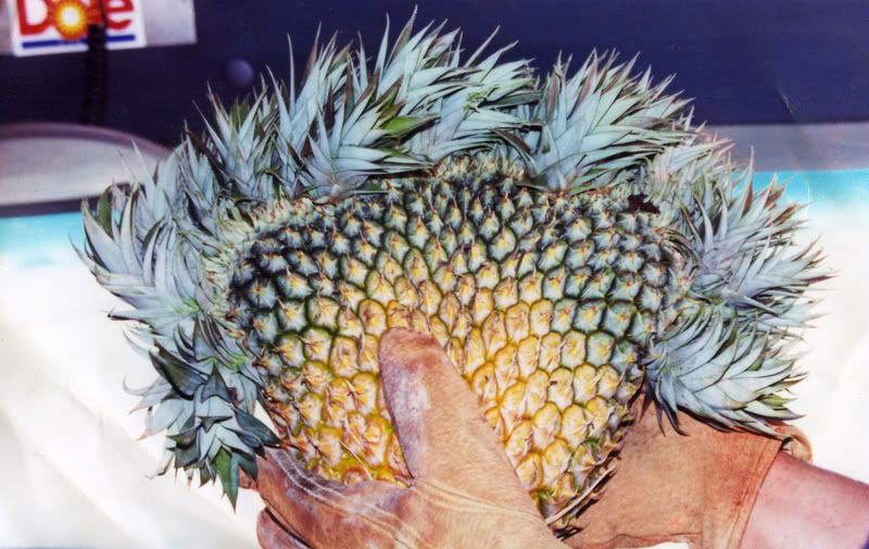 omgpinapple.jpg