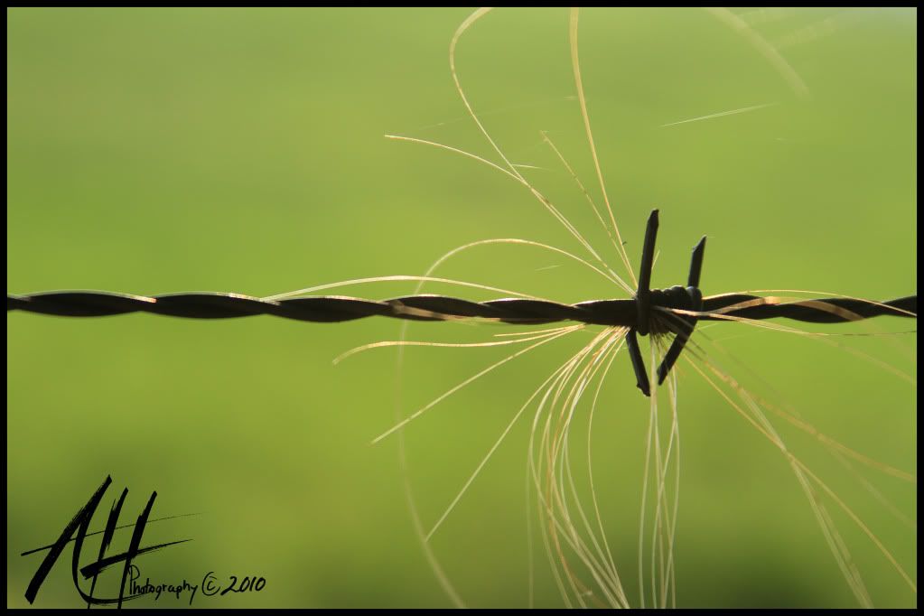 IMAGE: http://i112.photobucket.com/albums/n188/Chefhood81/Edited%20Images/BarbWire.jpg