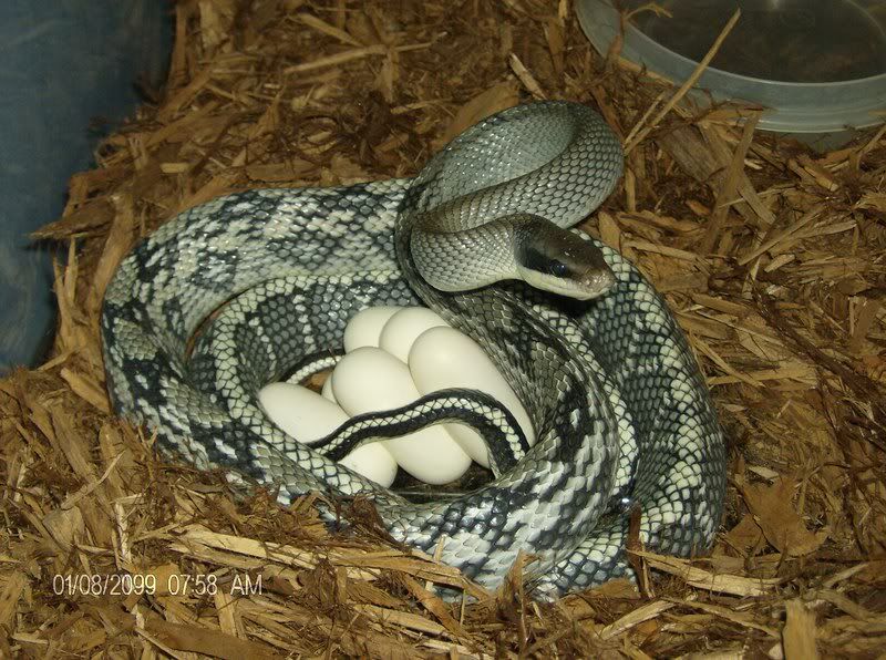 Blue Beauty Snake