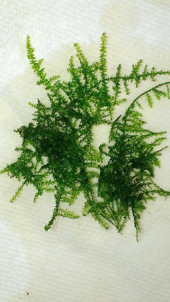 Mini Christmas moss vs Christmas moss - The Planted Tank Forum
