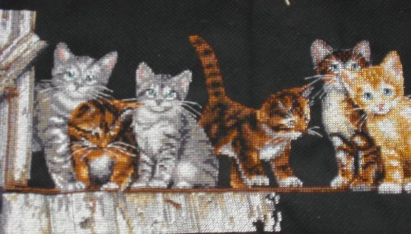 Kitties Close Up Dec 8 2007