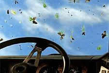 bugs-windshield.jpg