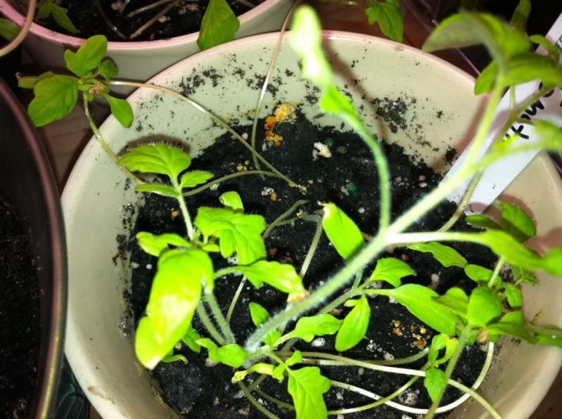 Orange stuff growing on my potted plants •