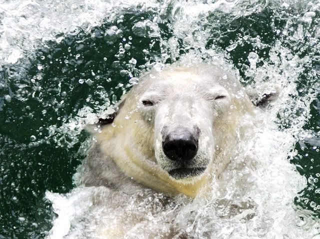 Polar Bear Swim photo PolarBearSwim11.jpg