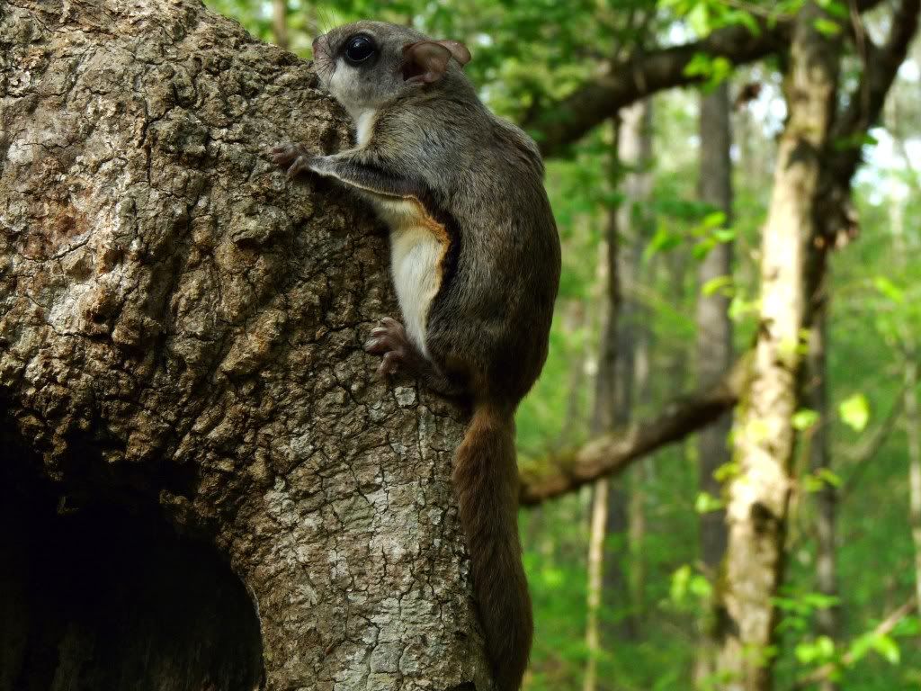 Flying Squirrel Georgia