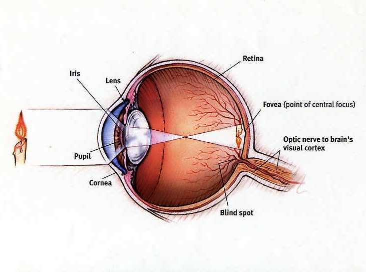 eye diagram fovea. Eye diagram