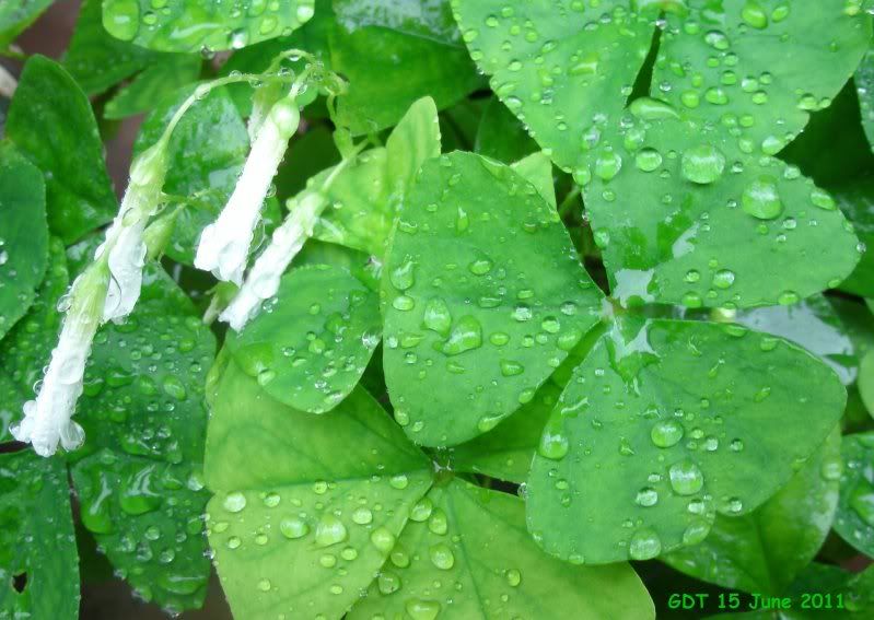 Shamrock Plant after a rain.