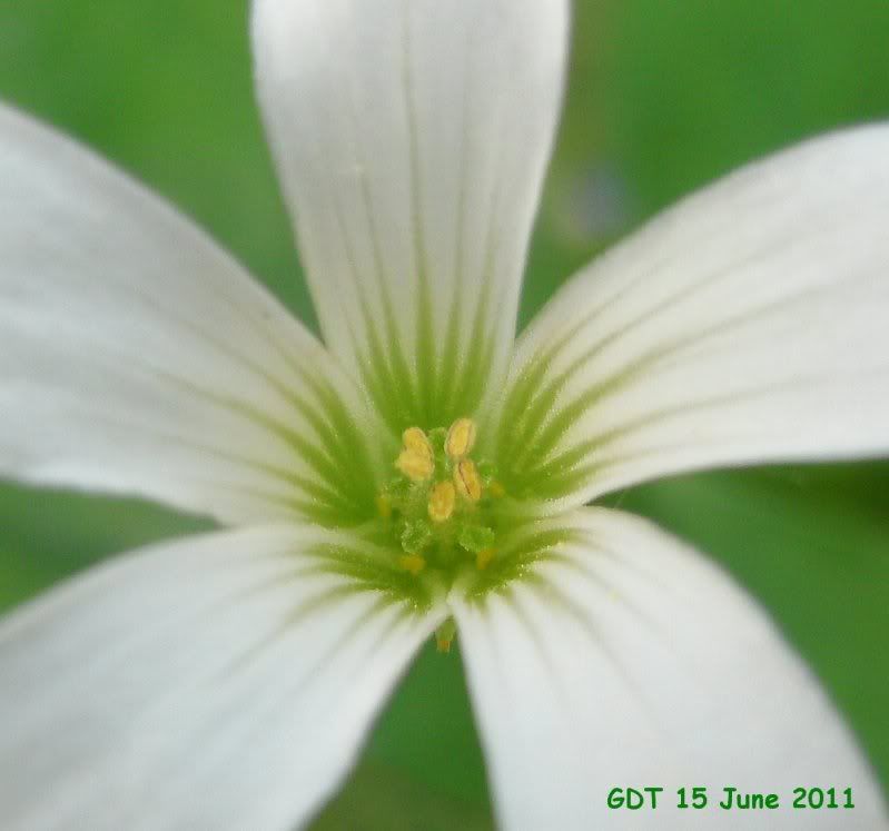 Super zoom shot of center of Shamrock Plant flower