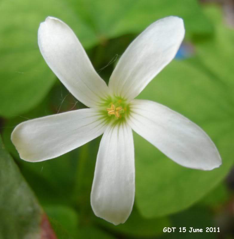 Closeup shot of the Shamrock Plant flower