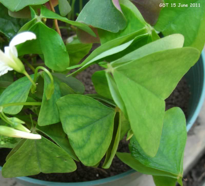 Closeup view of folded leaves.