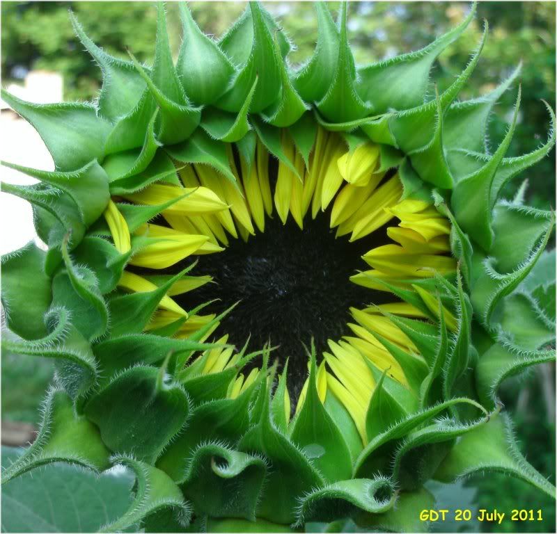 A sunflower barely open, but definitely hinting of the dark interior of protected, developing seeds.