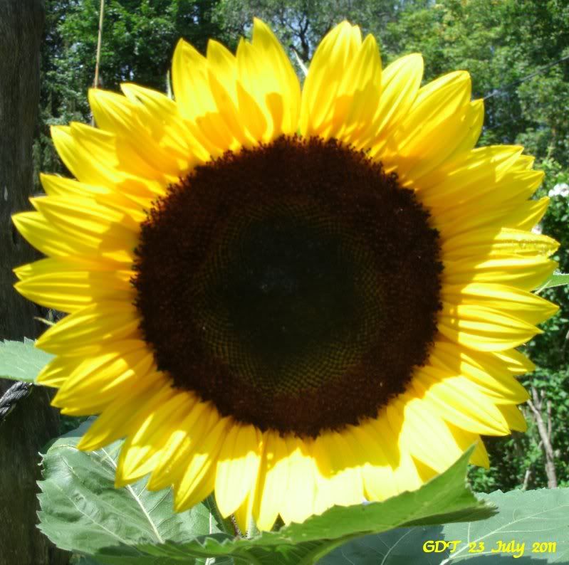 A sunflower photo with bright yellow petals and dark center.