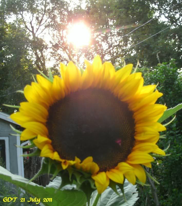 Brilliant Sunflower with the sun shining above it.