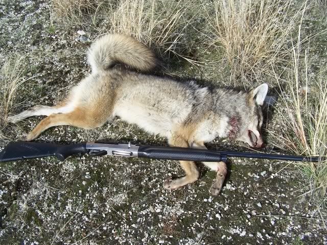 coyote036.jpg